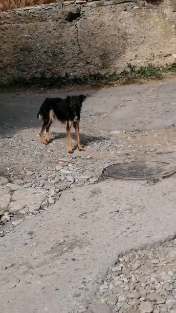 Незнакомый песик знакомиться с собачкой-инвалидом смотреть онлайн