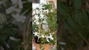 Жасмин Розовый полиантовый | Jasmin Rose Polyanthum # jasminum #жасмин #jasmin