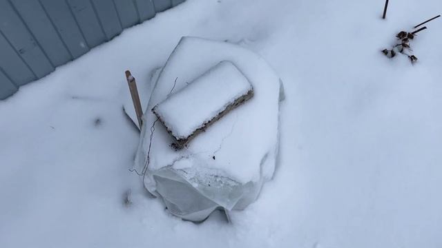 НОЯБРЬ! К зиме готовы!!! Укрытие на зиму: розы, хвойные и др. смотреть онлайн