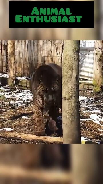 Jaguar+Lion=Jaglion. #shorts смотреть онлайн