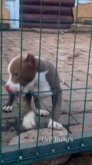 Малышки после купировки ушек #питомникбулли #американскийбулли #булли #буллищенки #lvpbullys смотреть онлайн