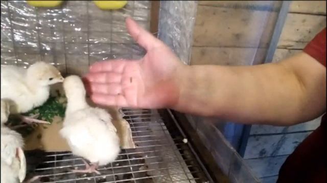 ОКГ Организованная куриная группировка Ивашковские смотреть онлайн