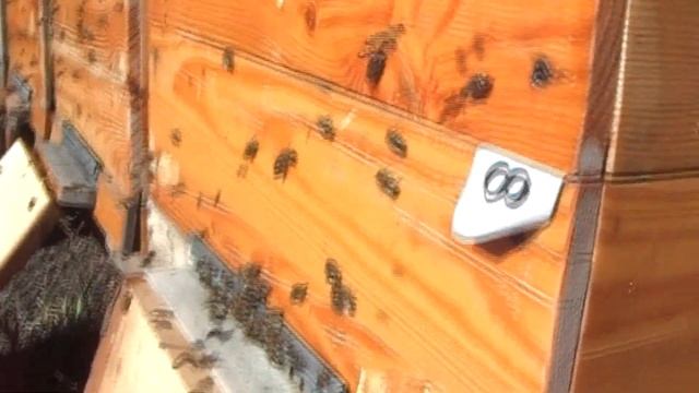 Вот это настоящий весенний облет пчелы Карника смотреть онлайн