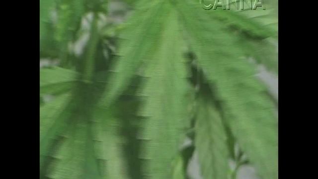 Canna - 5/7 Proceso de producción de Canna Coco смотреть онлайн