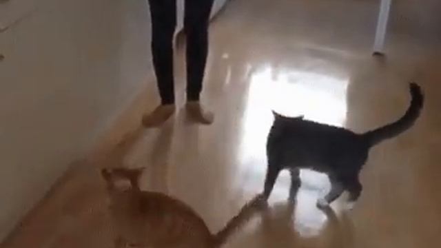 Кот дурак. Он пытался. смотреть онлайн