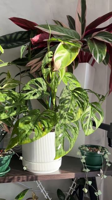 Естественный свет смотреть онлайн