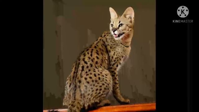 Кошка породы :=Саванни=: СЛАЙД ШОВ смотреть онлайн