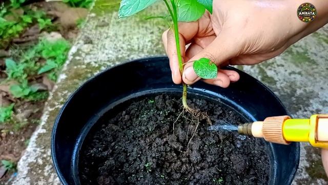 Easy and fast technique for growing and planting goldenbery fruit trees from fruit seeds.#gardening смотреть онлайн