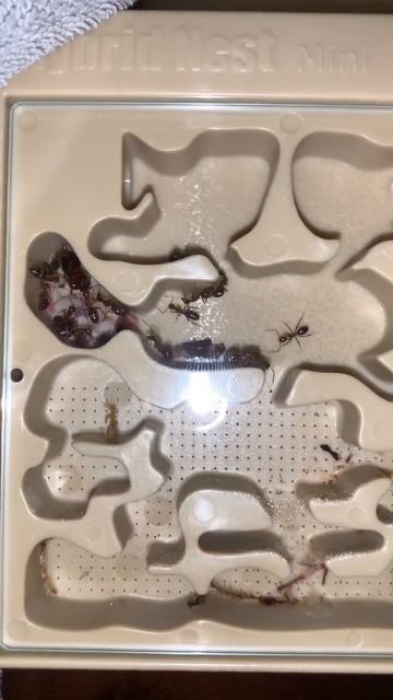 #camponotus #ants #clips #cool #epic #dope #pets #antkeeping #antkeeper #antscanada #antfarm #Canad смотреть онлайн