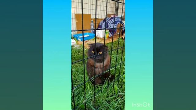 КОШАЧИЙ ПРИЮТ ИРИШЫ УГУР смотреть онлайн