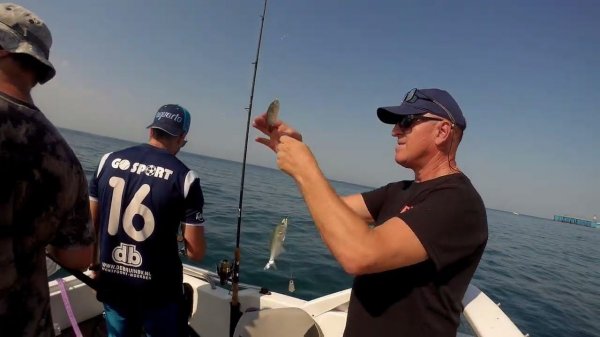 Бешеный луфарик