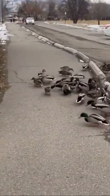 #Shorts Шок! Рысь в Городе!!! смотреть онлайн