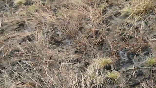 Ветка Сакуры 2012.avi смотреть онлайн