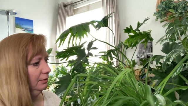 How to Care for Houseplants - The Basics смотреть онлайн