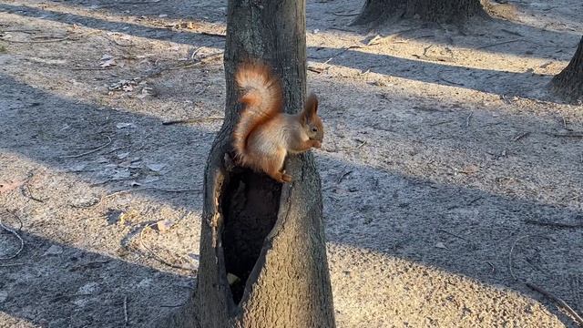 Беличья кладовая смотреть онлайн
