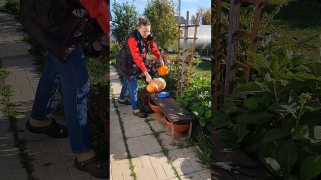 Как понять, что тыкву пора убирать? смотреть онлайн