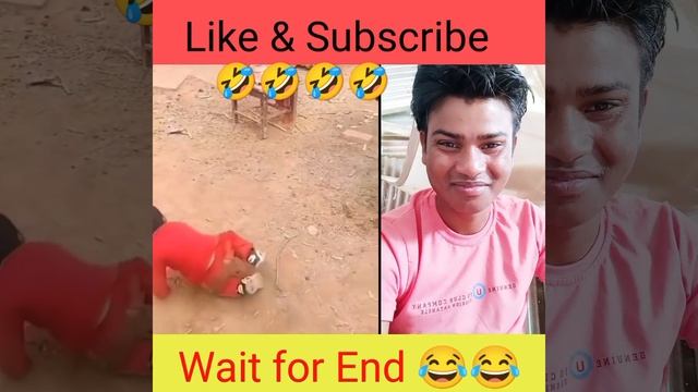 Boy & Sheep 🐑🐑 Most funny moments 😂🤣🤣😂🤣😂🤣 смотреть онлайн