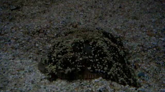 Cassiopea (cf.) frondosa en MEDUSARIO DEL ACUARIO MUNDO MARINO смотреть онлайн