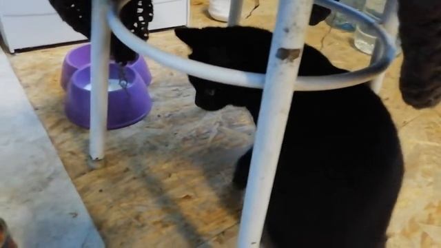 Счастливый кот на печке. смотреть онлайн