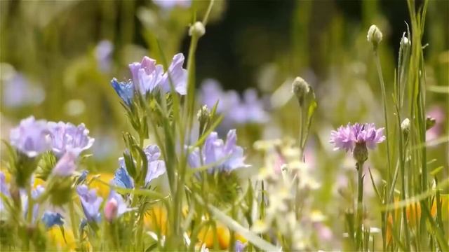 Неожиданный поворот: Как свекровь изменила нашу жизнь, подарив квартиру смотреть онлайн