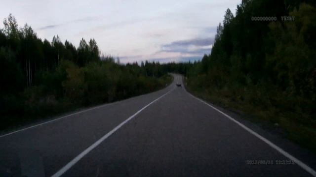 Лось на дороге смотреть онлайн