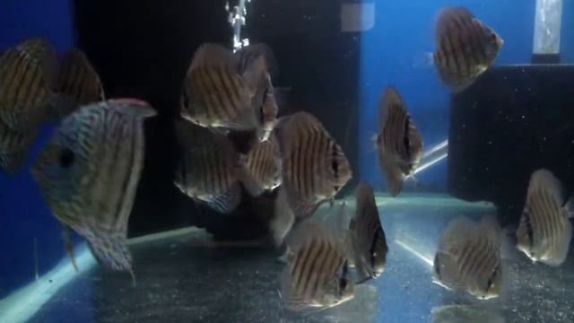 Amazing Time Tiger Discus Mama With Her 4 Month Old Tiger Babies Again смотреть онлайн