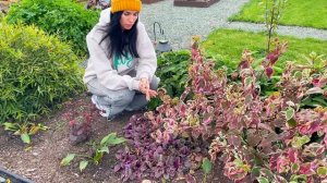 ТОП самых НЕПРИХОТЛИВЫХ многолетников для сада!