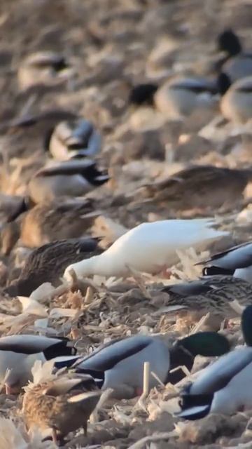 who is dreaming of white mallards?? смотреть онлайн