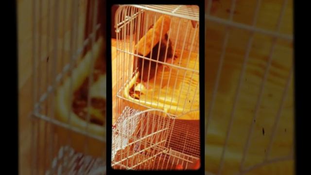 Когда ты маленький хомяк смотреть онлайн