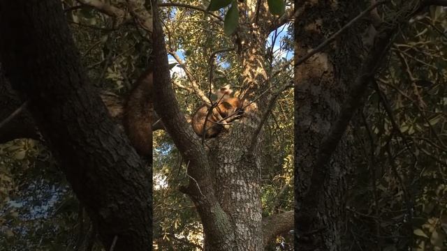 Cutie Raccoon eats 😊 Милаха Енот кушает на дереве. смотреть онлайн