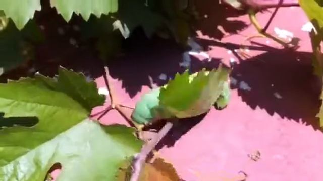 Monsterraupe смотреть онлайн