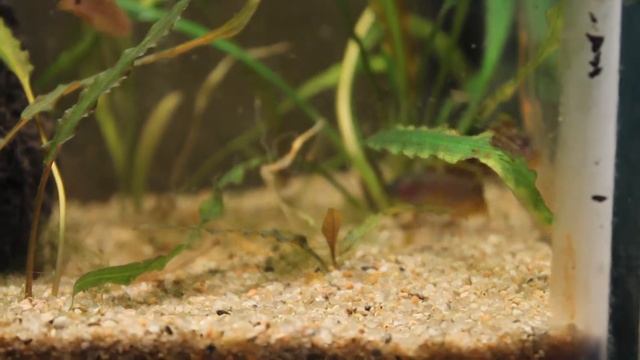 Cortejo Tateurdina ocealicauda смотреть онлайн