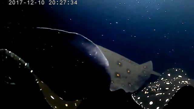 Potamotrygon смотреть онлайн