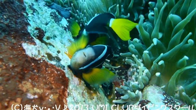 [HD] 20130824　Spawning of anemonefish @Izu Oceanic Park in JAPAN смотреть онлайн