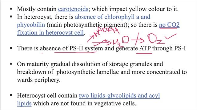 Heterocyst (Structure, Development and Function): Blue Green Algae// Cyanophyceae смотреть онлайн