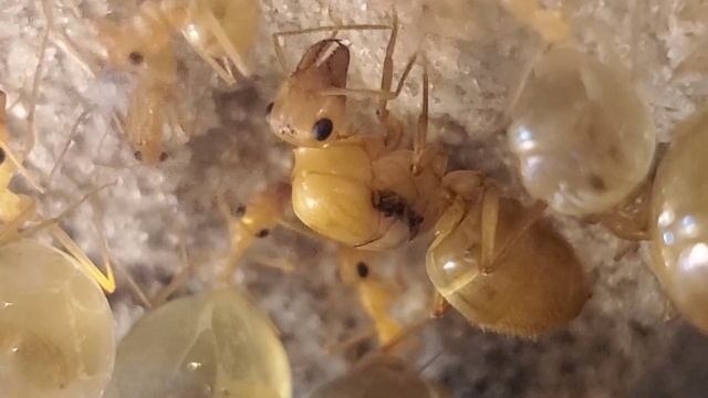 Myrmecocystus mexicanus смотреть онлайн
