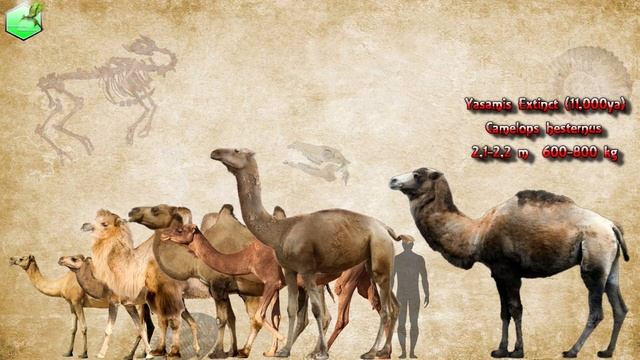 Camel Size Comparison (Living Extinct) смотреть онлайн