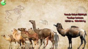 Camel Size Comparison (Living Extinct)