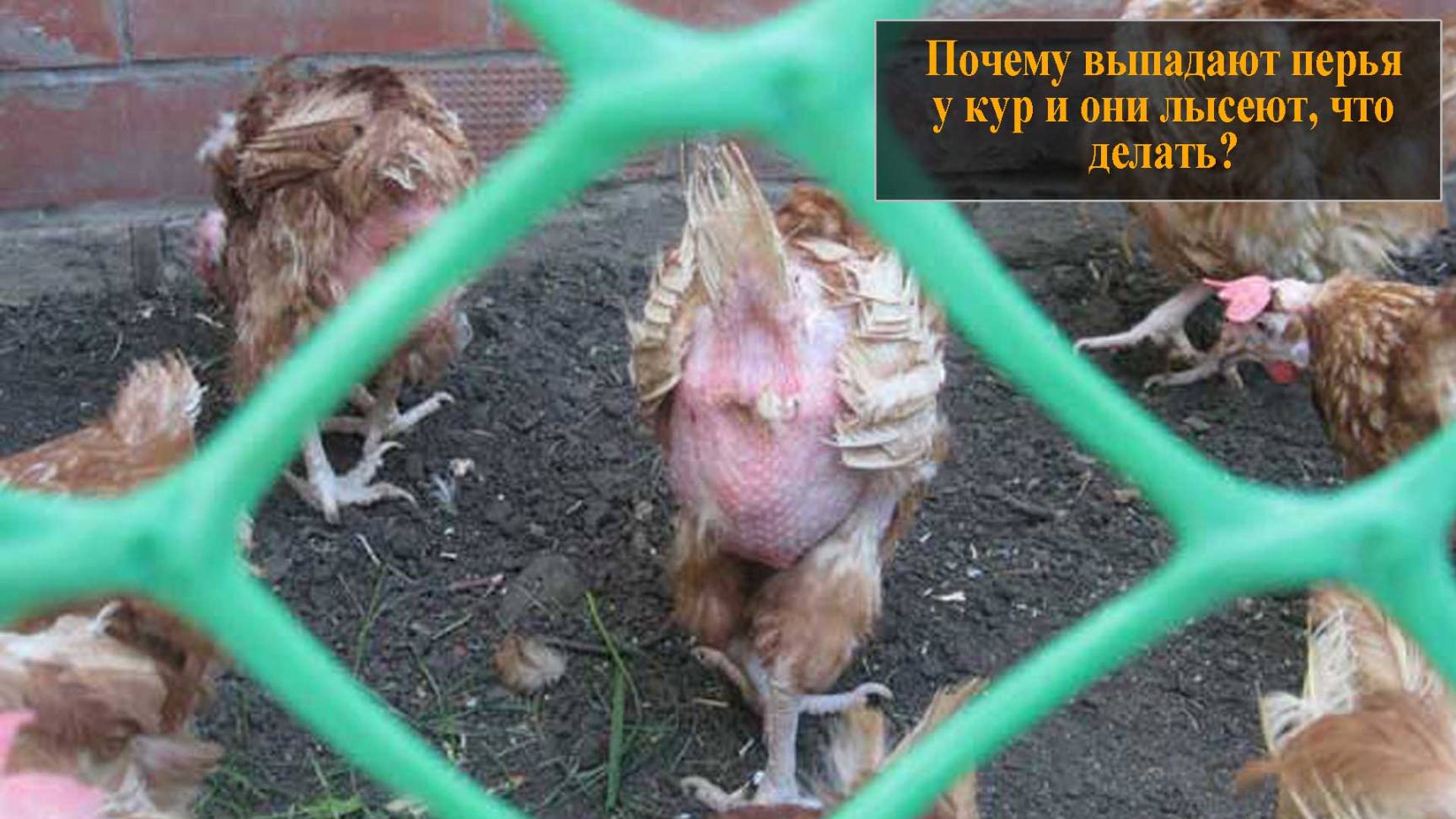 Почему выпадают перья у кур и они лысеют смотреть онлайн