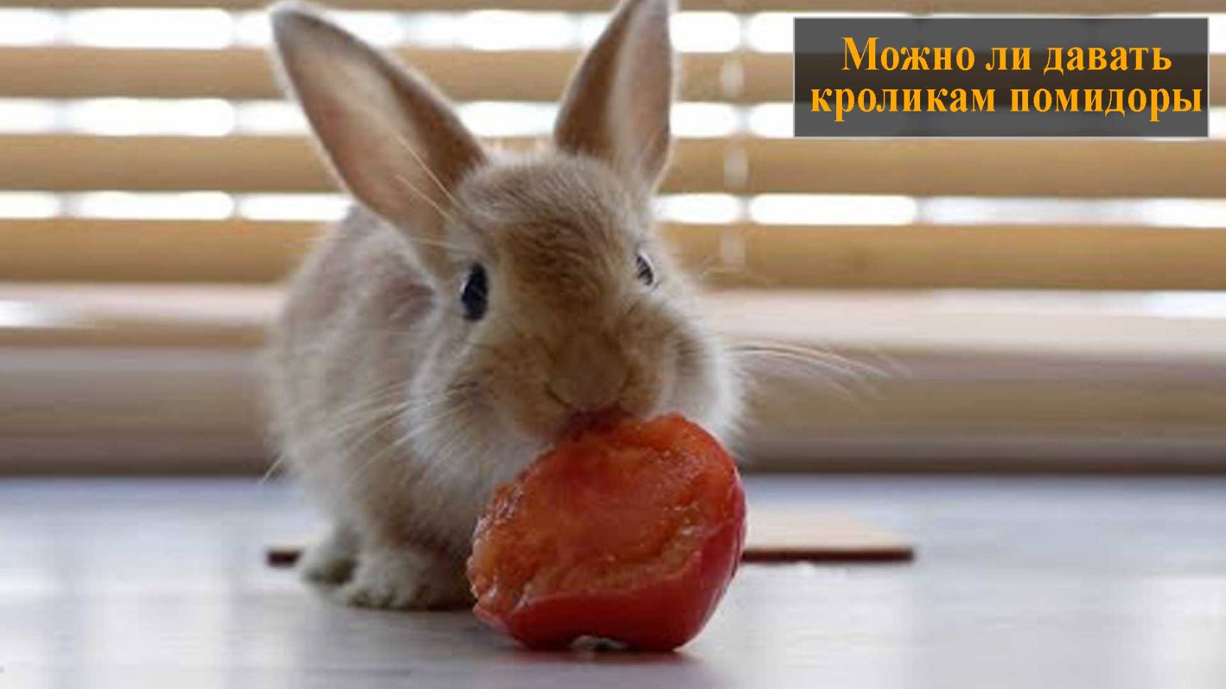 Можно ли кроликам помидоры