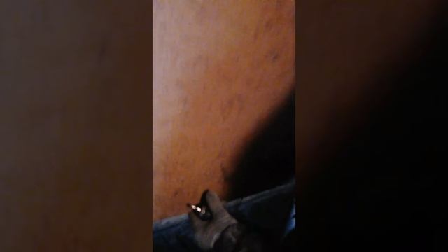 Наши козы и куры. Из старой бани - гусятник, из гусятника - козлятник!!! )) смотреть онлайн