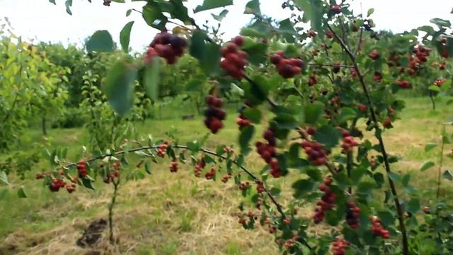 ірга канадська хонейвуд, мандам, та нортлайн. смотреть онлайн