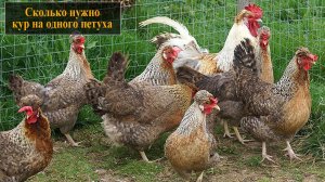 Сколько нужно куриц на одного петуха