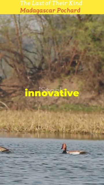 The Last of Their Kind_Madagascar Pochard #trending #facts #extinct #nature #rareanimals #wildlife смотреть онлайн