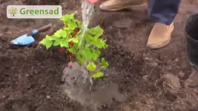 Как правильно ухаживать и садить смородину смотреть онлайн