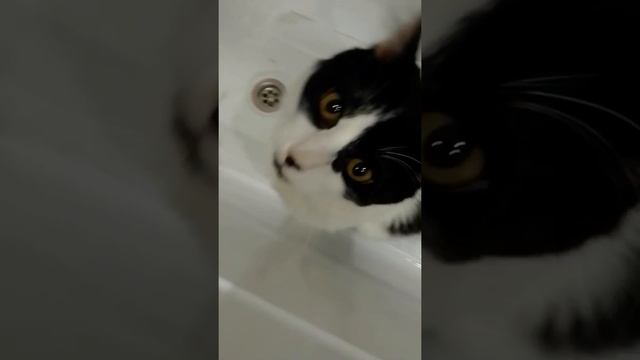 моё утро глазами кота Пухляша ❤️🦉 смотреть онлайн