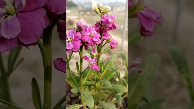 hoary stock plant | Hoary Stock Plant Winter #shorts смотреть онлайн