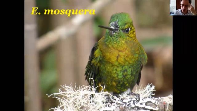 Pronunciación de los nombres científicos - Primera parte - Vocales y consonantes смотреть онлайн