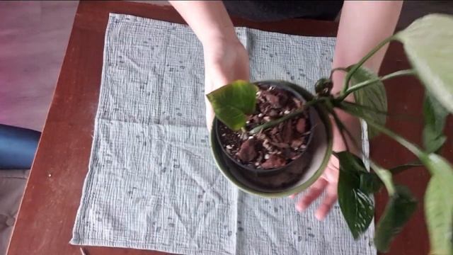 Vlog plantes#42 - Boutures; mises en pon; arbre de jade en PLS; unboxing PLNTS (jan-fév 2024) смотреть онлайн