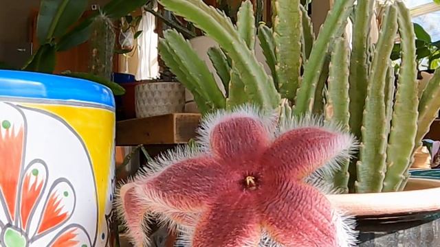 African Starfish Flower (Stapelia hirsuta) Time Lapse Bloom смотреть онлайн